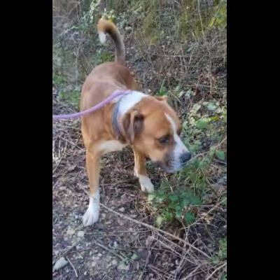 NADIR SIMIL BOXER SOCIEVOLE EDUCATO CANE IN ADOZIONE - Foto 6