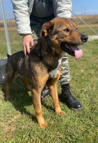 CANE IN ADOZIONE: GIOIELLO un amore di cane. - Foto 4