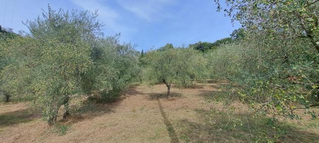 Terreno agricolo in vendita a Castelfranco di Sotto 5340 mq Rif: 1452784