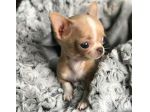 CHIHUAHUA TOY CUCCIOLI pag in 12 rate