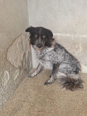 taglia media ORA E’ IN CANILE - Foto 6