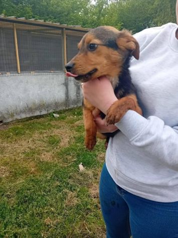 Kora cucciola - Foto 3