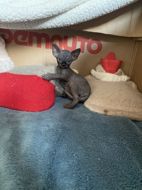 Gatti sphynx - Foto 8