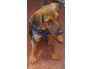 Cane gratuito