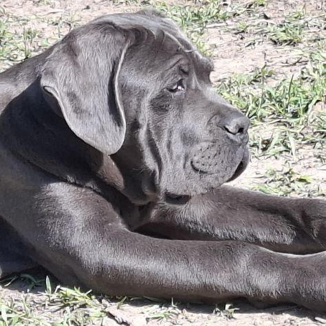 Cuccioli cane corso