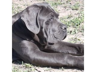 Cuccioli cane corso