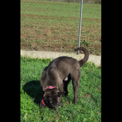 LEO, simil labrador, CANE IN ADOZIONE - Foto 9