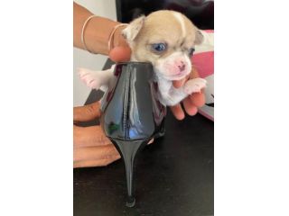 Chihuahua cuccioli