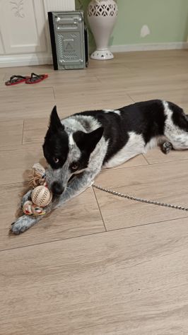 MILLY cagnolina in adozione è ancora in box e cerca casa - Foto 6