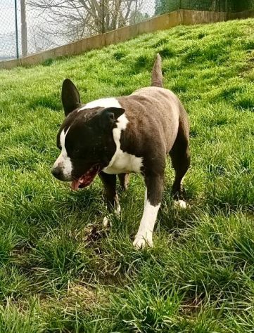 MIA Staffordshire di 7 anni rimasta sola... - Foto 3