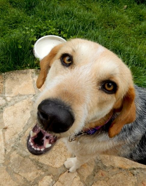 NOCE, bellissima cagnolina in pericolo - Foto 4