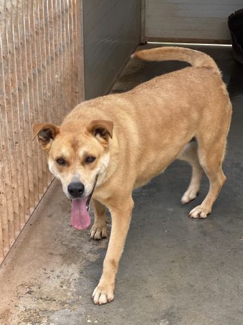 Adotta Mirandola dal canile - Foto 8