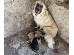 2mamme mollate coi cuccioli SOS AIUTI AGRIGENTO