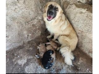 2mamme mollate coi cuccioli SOS AIUTI AGRIGENTO