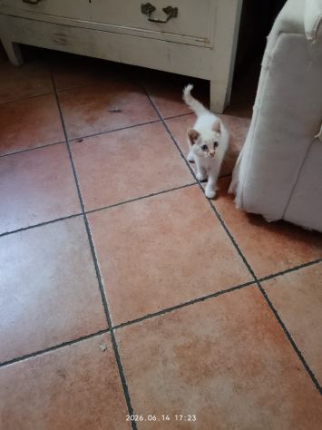 GATTINI ADORABILI - Foto 5
