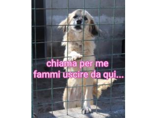MINNIE 8 ANNI taglia media