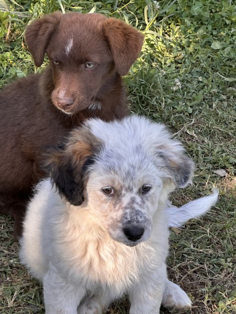 Regalo cuccioli - Foto 2