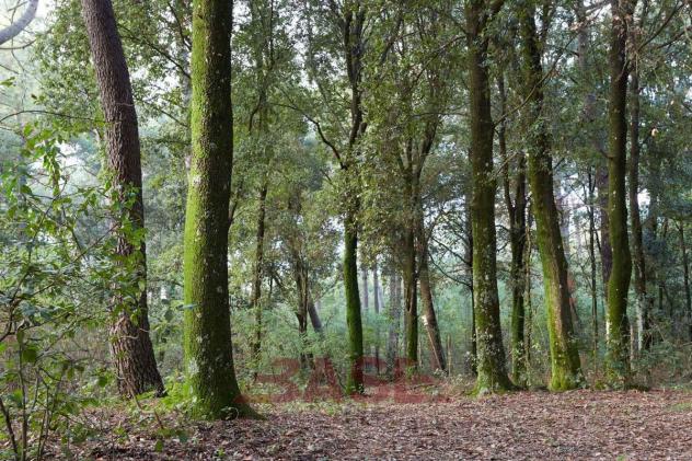 Bosco in vendita a Guardistallo