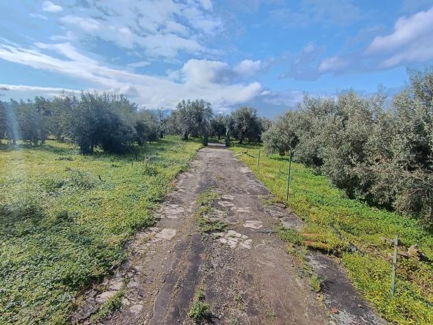 Uliveto in vendita a Paternò - Foto 15