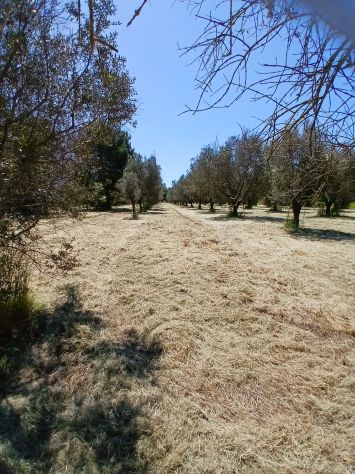 Uliveto da 1.86 ha - a Sud di Brindisi - Foto 7
