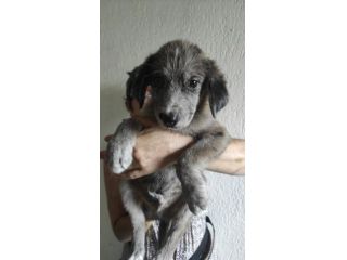Raffaello cucciolo mix pastore australiano