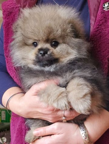 Volpino di pomerania