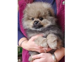 Volpino di pomerania