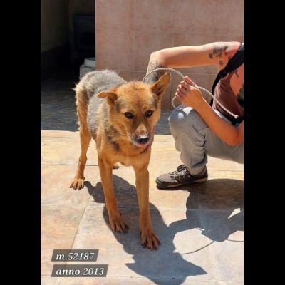 SENZA NOME SOLO UN NUMERO DI CHIP 380260 CANE IN ADOZIONE - Foto 3