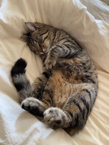 Assistente veterinario e cat sitter