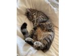 Assistente veterinario e cat sitter