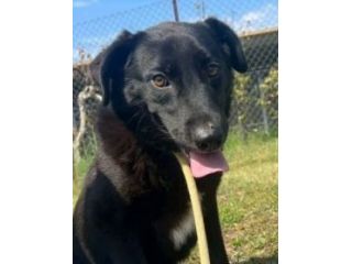 UN' OPPORTUNITÀ PER DONNA: CAGNOLINA IN ADOZIONE