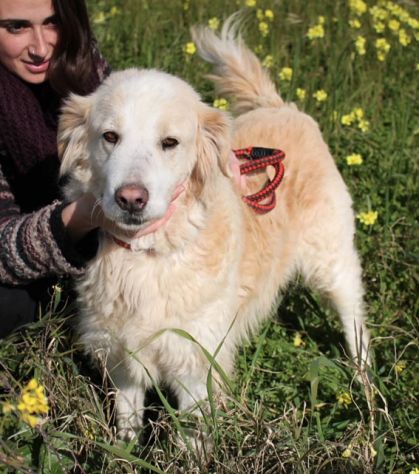 Tommy dolcissimo mix golden retriever