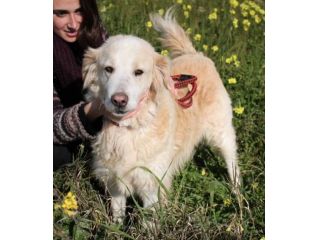 Tommy dolcissimo mix golden retriever
