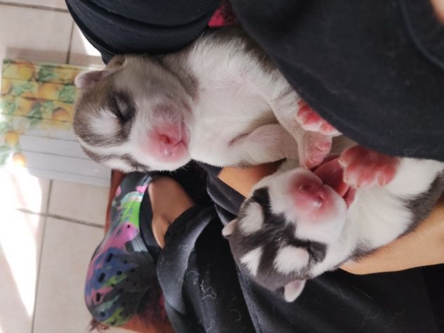 Cuccioli di Siberian Husky - Foto 2