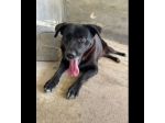 SELENE PRIGIONIERA SENZA COLPA CAGNOLINA IN ADOZIONE