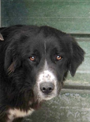 CANE IN ADOZIONE: GEORGIE - Foto 4