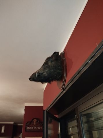 Bellissima Testa di cinghiale - Foto 3