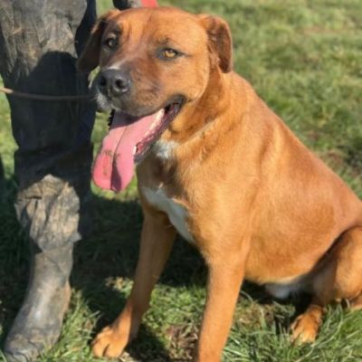 GHOST STUPENDO SIMIL BOXER CANE IN ADOZIONE - Foto 4