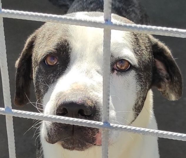 CANE IN ADOZIONE: MAX