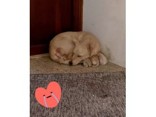 Cambiate il loro destino,  Mamma e cuccioli in adozione