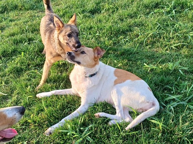 BOBB, fantastico cucciolone diversamente abile - Foto 7