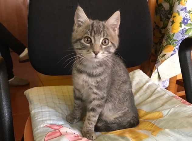 Gattini in Regalo