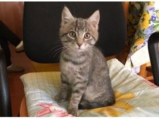 Gattini in Regalo