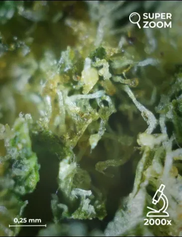 Green Apple - Foto 5