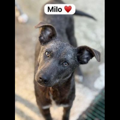 MIELE E MILO MIRACOLI D' AMORE CUCCIOLI IN ADOZIONE