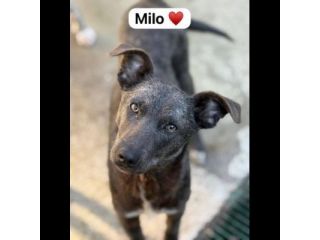 MIELE E MILO MIRACOLI D' AMORE CUCCIOLI IN ADOZIONE