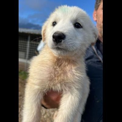 MIRKO DELIZIOSO CUCCIOLO IN ADOZIONE - Foto 2