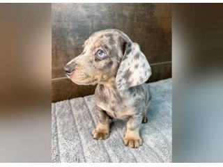 piccoli di bassotto