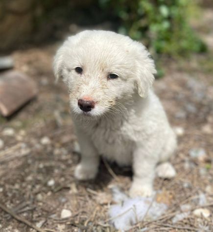 Chiaretta cucciola - Foto 4