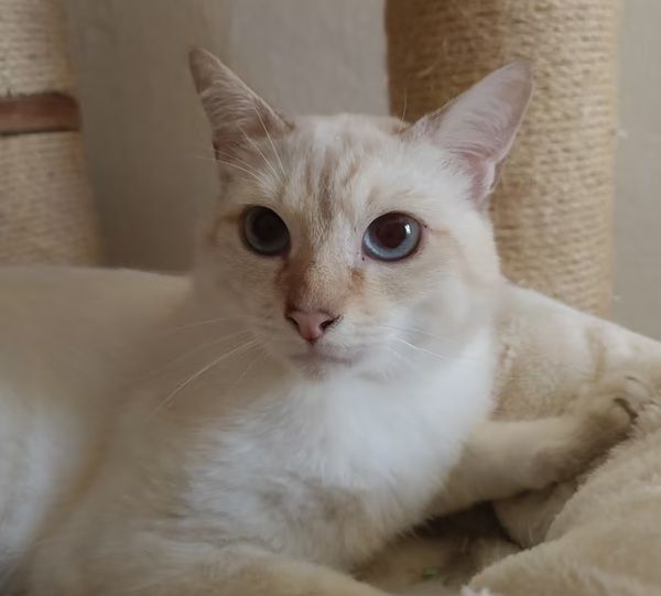 Disponibile Giovane Adulto Thai- Siamese Tradizionale - Foto 2